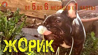 10.Жорик - Французский бульдог.от 5 до 6 мес. 1 часть Жорж де КОЛОбуль!