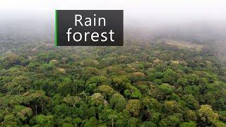 Jungle rain sounds - Thunderstorm in the Congo basin rainforest