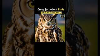 Crazy fact about Birds  mind blowing fact in Hindi #facts #shorts