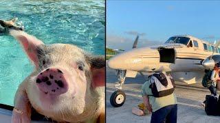 Swimming with the Pigs Adventure, Flamingo Air!