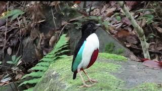 Ivory-breasted Pitta: a North Moluccan endemic on the island of Halmahera