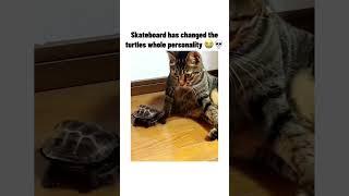 silly ahh turtle #lol #funny #bruh #funnymemes #meme #memes #turtle #trending #capcut #subscribe #xd