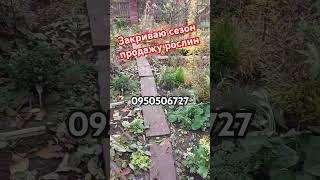 Закриваю сезон продажу багаторічних рослин #shortsvideo #мійсад #продажи