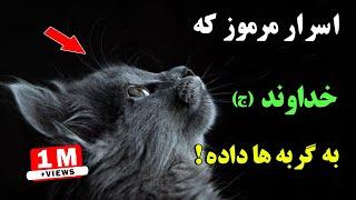 اگر گربه ای به شما نزدیک شود ، به این معناست که از طرف خداوند (ج) به شما نشانه ای وجود دارد | ISA TV