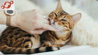  Why Do Cats Purr? The Secret Cat Sound That Heals Hearts!