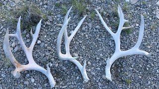 HUGE SHED FROM THE SAME 200" BUCK