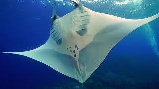 Spotted Eagle Rays, Southern Stingrays, Reef Manta Rays And Giant Oceanic Manta Rays