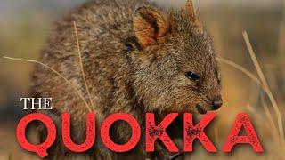 The Quokka - The Happiest Animal on Earth!