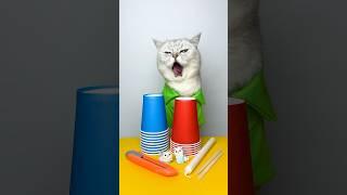 Flying cup trick gone wrong. Popular life hacks #cuddleclawshow #lifehacks #funny #catchef #cats