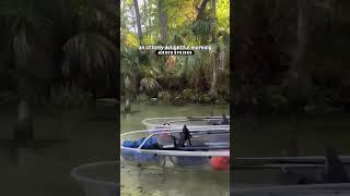 Wildlife sightings while clear kayaking on Rock Springs near Orlando, FL. An otterly amazing time!