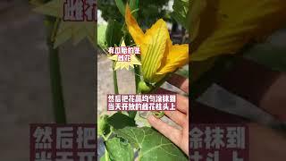 贝贝南瓜如何授粉#农业技术推广 #农业技术 #农业种植 #种植小技巧 #三农种植 #农业种植技术 #种菜小技巧 #种植 #新农人