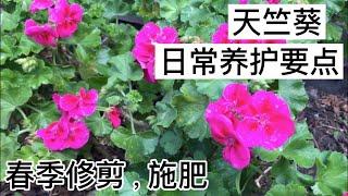 天竺葵，最好养的花-----春季修剪, 施肥, 日常养护 (Geranium, care basics and tips)