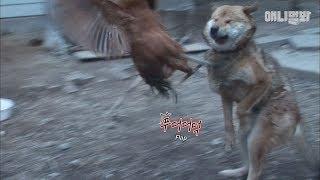 미친 닭 덕팔이ㅋㅋㅋㅋ ㅣ Cray Chicken Beats The Hell Out Of Doggo With A Fly Kick LOL