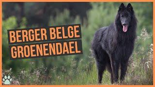 La race de chien Berger Belge Groenendael