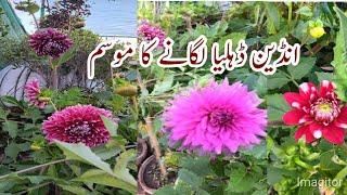 How to grow indian dahlia from cutting. Easy propagation method.(step by step)