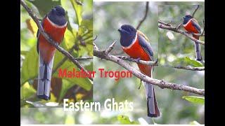 Malabar trogon | Amazing colour | Dense natural habitat | Most Beautiful Trogon from Eastern Ghats