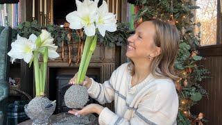 Dried Flower Amaryllis Bulbs, Fresh Cut Flower Christmas Tree with Amaryllis & Paperwhites