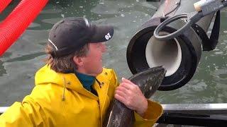 Whooshh Innovations' "Salmon Cannon" Gives Fish A Boost Over Dams