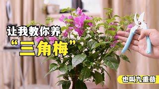 三角梅（九重葛）怎么养？园艺师教你，轻松学会怎么养好它