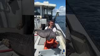 Huge wolf fish! He wasn’t harmed and we’re PrOfESsiOnAls! 