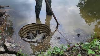 12 days of covid little lake closed drain from beavers  #beavers #cloggeddrain #beaverdamaage