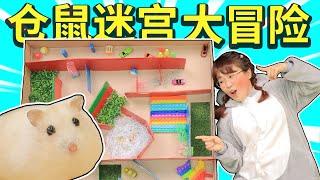 迷宮大冒險！勇往直前，倉雪餅順利通關獲得美食大獎 Hamster Maze with Traps 小伶玩具 | Xiaoling toy