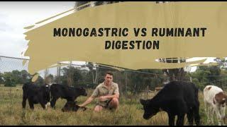 Monogastric Vs Ruminant Digestion