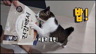 맛있는 고양이사료 건강백서 건강한 인도어 반려묘사료추천. The healthy cat food. 토토네토스트