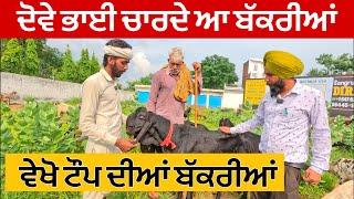 ਦੋਵੇ ਭਾਈ ਚਾਰਦੇ ਆ ਬੱਕਰੀਆਂ । Goat farming #Goat #Farming #goats