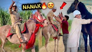 NANAK Ji Apni Red Ghodi Ko Le Kr PEHELWAN Farms Pr Aagye 