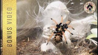 INCREDIBLE webbing by GREEN BOTTLE BLUE tarantula **BONUS VIDEO**