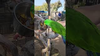 Lunch Time for this Parrot