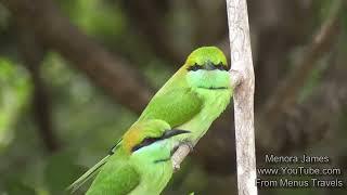 Amazing Species Of Birds In Their Natural Habitat With Calls