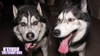 Husky Shocked Best Friend Surprises Him For Christmas!