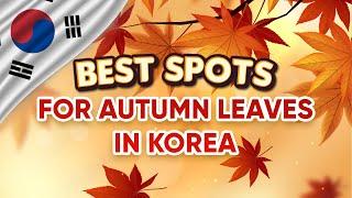 Don't MISS OUT! Korea's Top 4 Spots For Autumn Leaves