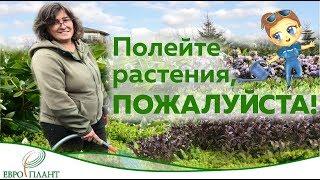 Полейте растения, пожалуйста!!! Вода.Секреты полива. Как и когда поливать растения. Часть 2