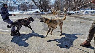 TYSONU ÇAPARLARIN YANINA GÖTÜRDÜM ONLARLA SES ÇIKARMADI~ SALDIRGAN  KÖPEK GURUBUNU GÖRÜNCE ÇILDIRDI