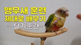 앵무새훈련(코뉴어) 털기훈련(Parrot training)