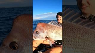 Giant fish almost rips rod from holder!?! #fishing