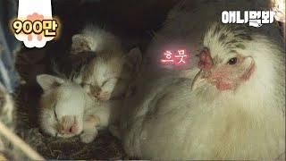 자신이 키운 고양이가 새끼를 낳자 유모닭이 한 행동ㅣHen Looks After Kittens Of A Cat Whom She Raised