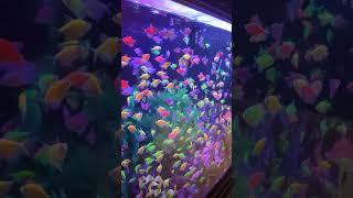 Glofish aquarium #glofish #aquarium #neon #beautiful #love #flow #fish #fishtank #happy #glofish