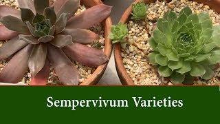 Sempervivum Varieties (Hen and Chick Succulents, House Leeks or Roof Plants)