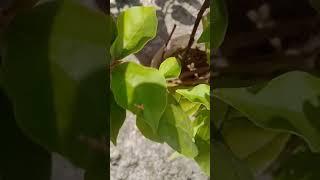 bongovillia flowers after propagation #viral #trending #ytshorts #youtubeteam #gardenplants