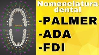 NOMENCLATURA DENTAL | Nomenclaturas PALMER, ADA, FDI.