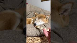 遅すぎる‼️寝ぼけておやつをなかなか気づかない笑　#柴犬　#犬　#おもしろ　#犬のいる暮らし #癒し