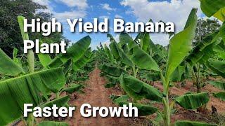 How to get high yield in banana farming