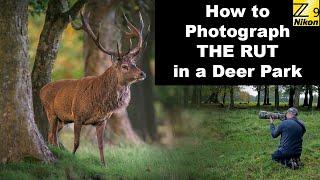 How to Photograph THE RUT in a deer park.