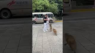 intelligent monkey attack men