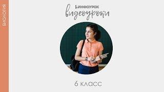 Зоны корня | Биология 6 класс #22 | Инфоурок