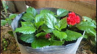 Grow Hibiscus From Leaf - New Method